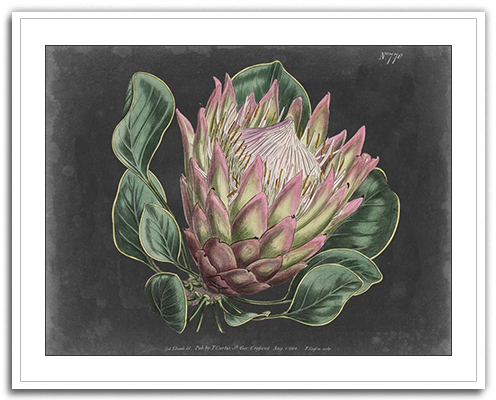 Dramatic Protea