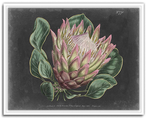 Dramatic Protea