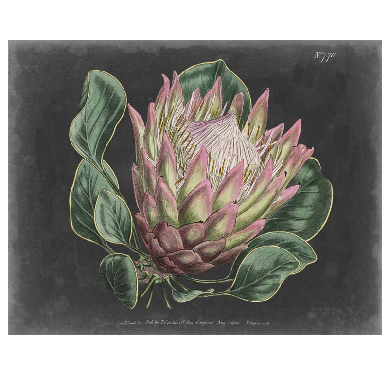 Dramatic Protea