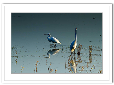Early Morning  Egrets II