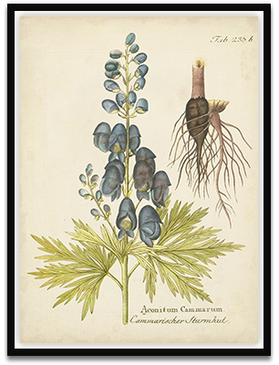 Eloquent Botanical II