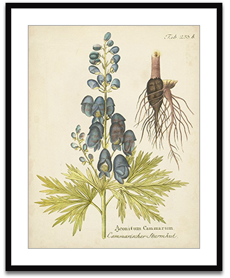 Eloquent Botanical II