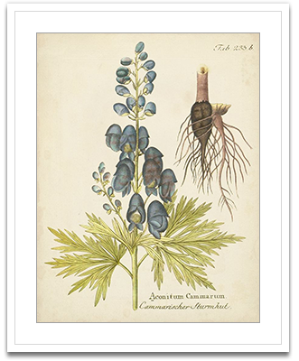 Eloquent Botanical II