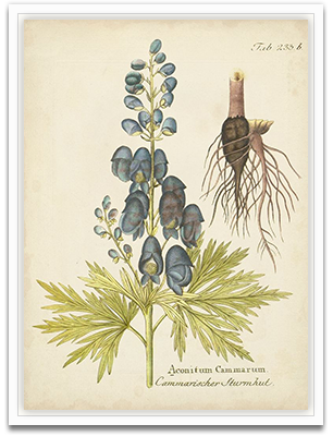 Eloquent Botanical II