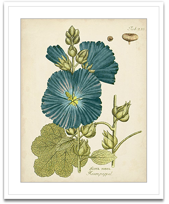 Eloquent Botanical IV