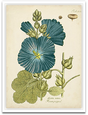 Eloquent Botanical IV