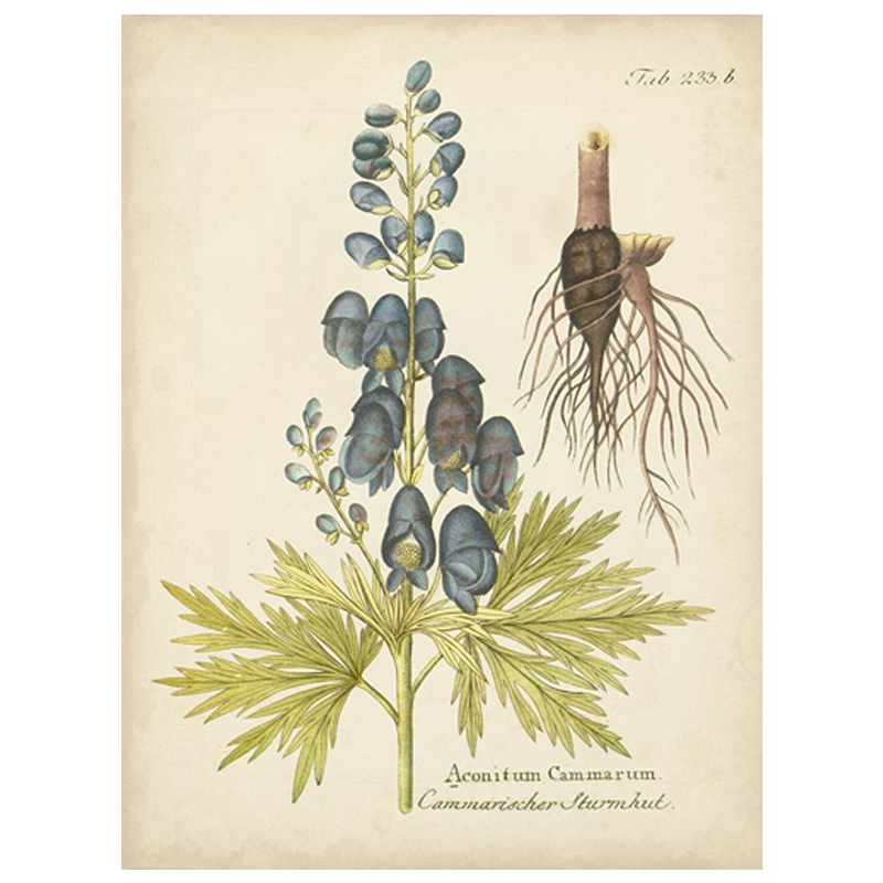 Eloquent Botanical II