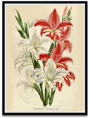 Gladiolus