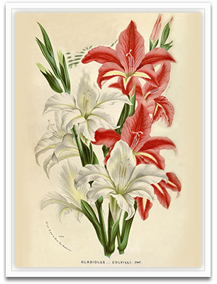 Gladiolus