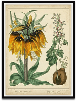 Golden Crown Imperial