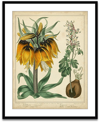 Golden Crown Imperial