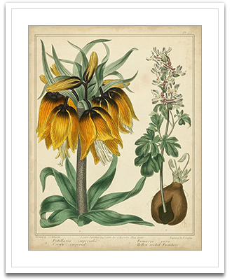 Golden Crown Imperial