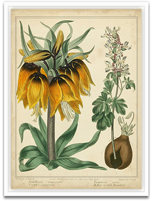 Golden Crown Imperial