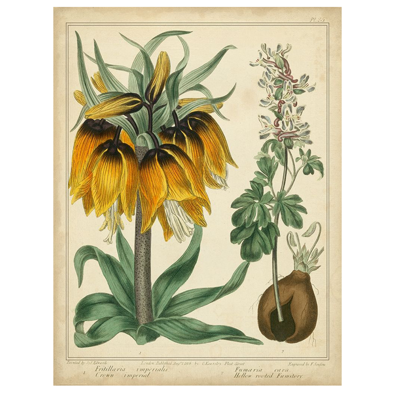 Golden Crown Imperial