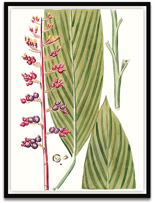 Leaves of Tropic III