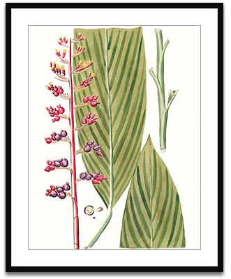 Leaves of Tropic III