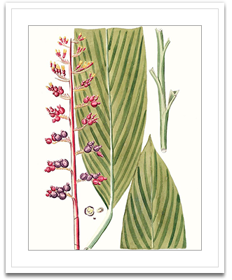 Leaves of Tropic III