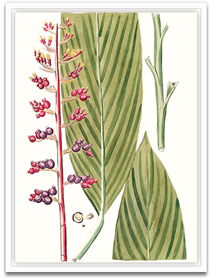 Leaves of Tropic III