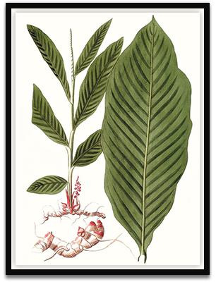 Leaves Of Tropic IV