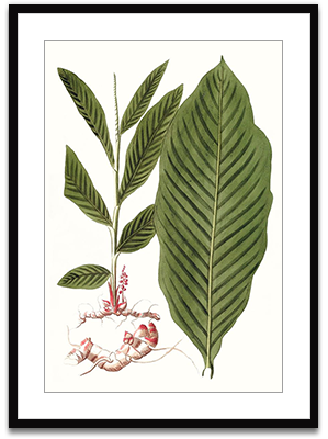 Leaves Of Tropic IV