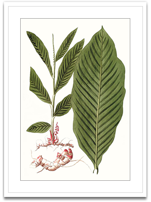 Leaves Of Tropic IV