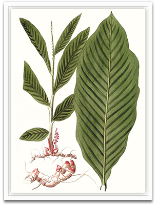 Leaves Of Tropic IV