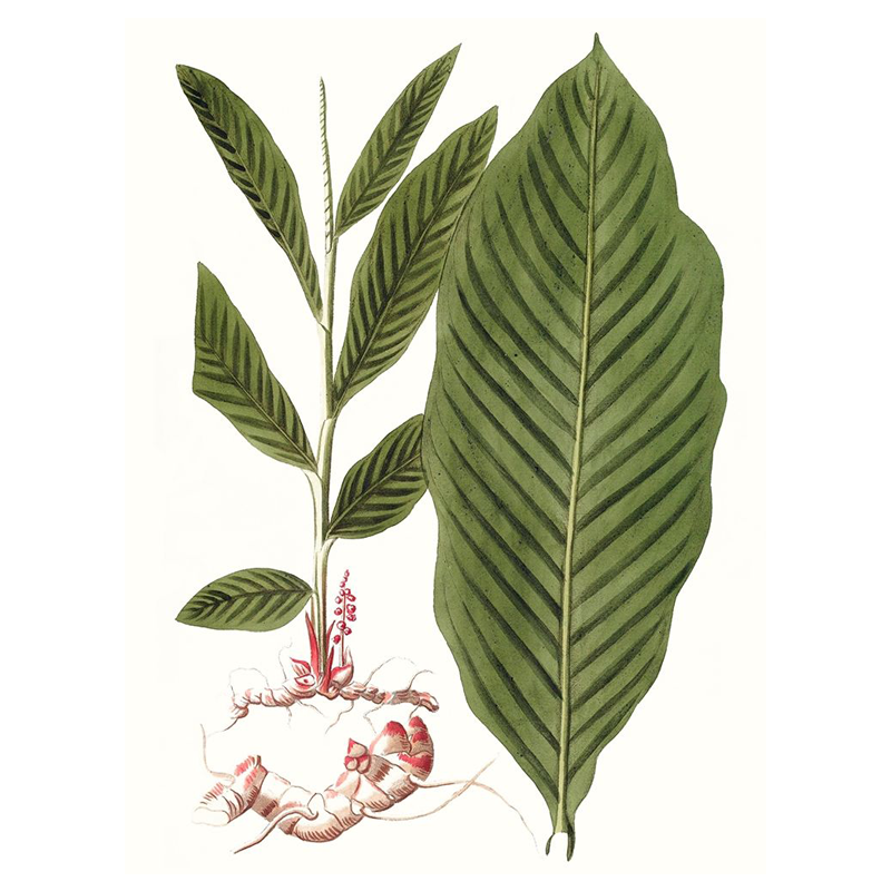Leaves Of Tropic IV