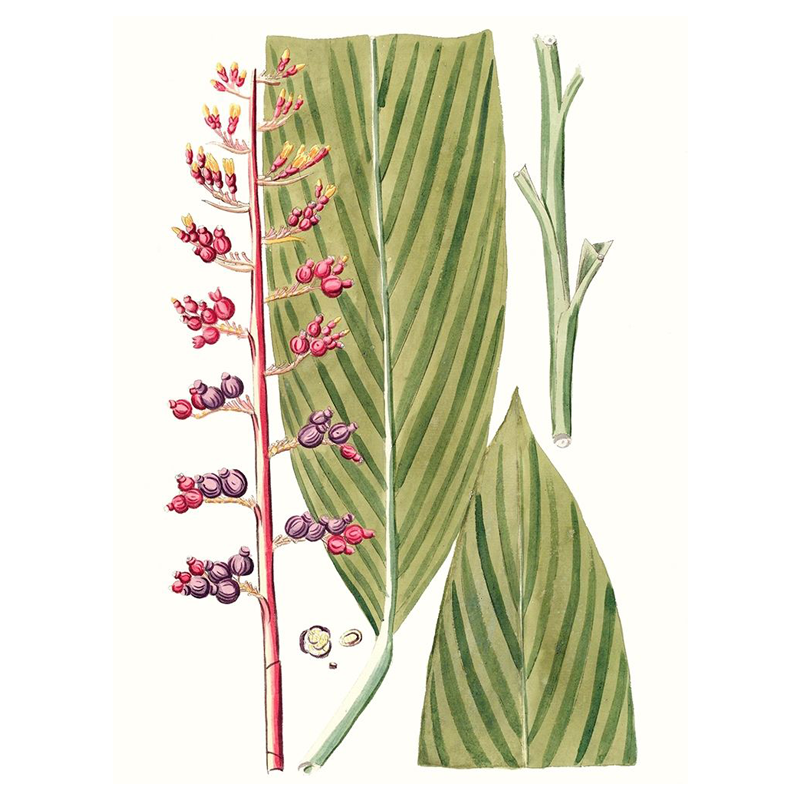 Leaves of Tropic III