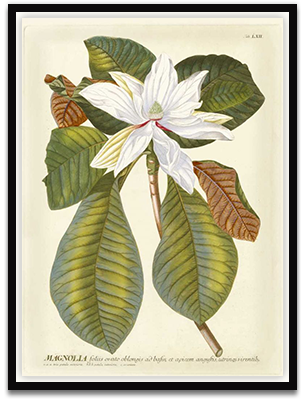 Magnificent Magnolias II