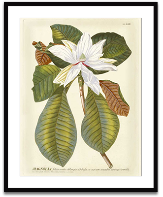 Magnificent Magnolias II