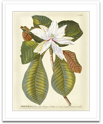 Magnificent Magnolias II