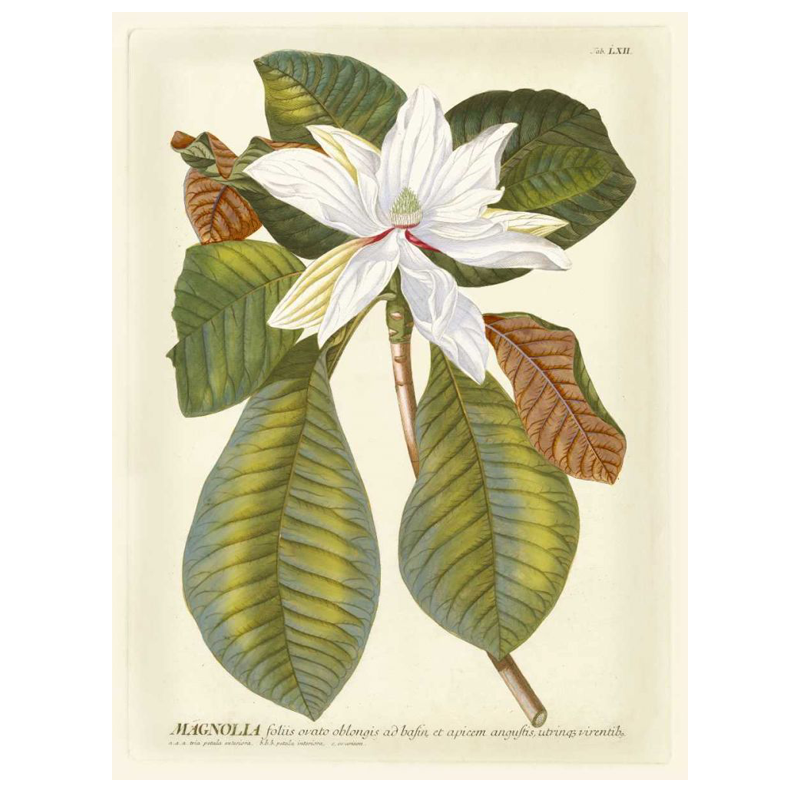 Magnificent Magnolias II