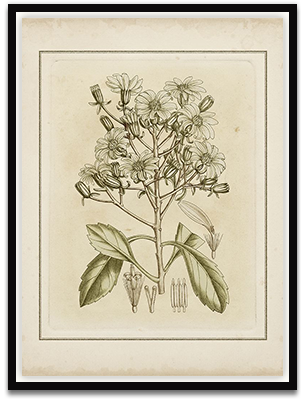 Small Tinted Botanical I