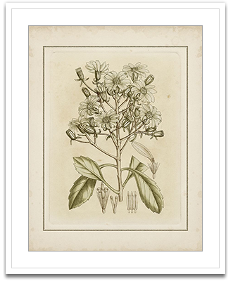 Small Tinted Botanical I