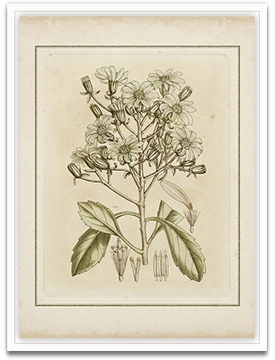 Small Tinted Botanical I