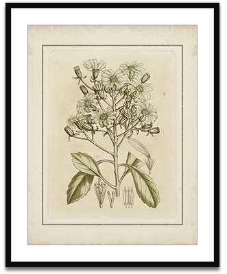 Small Tinted Botanical I