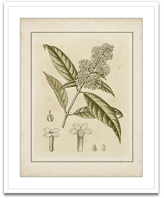 Small Tinted Botanical II