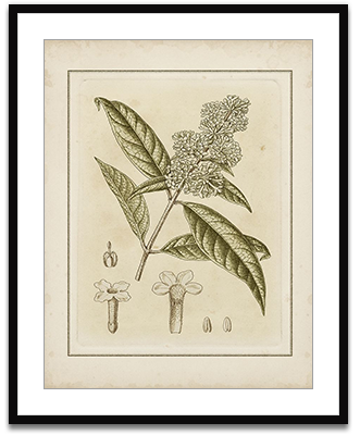 Small Tinted Botanical II