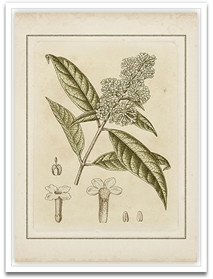 Small Tinted Botanical II