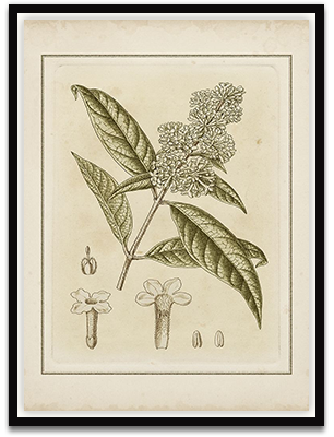 Small Tinted Botanical II