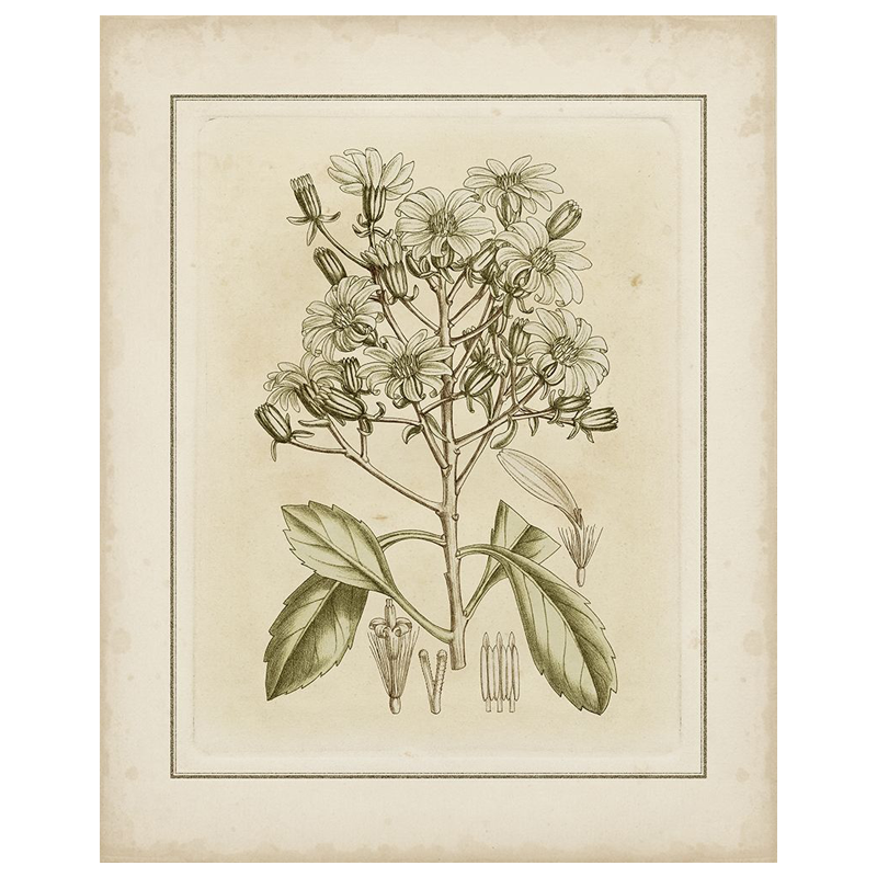 Small Tinted Botanical I