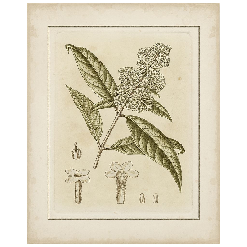 Small Tinted Botanical II